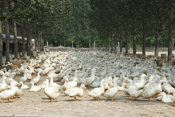 鴨場(chǎng)除臭